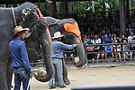 泰国 大象表演