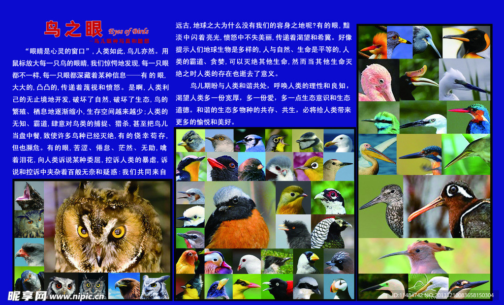 鸟之眼
