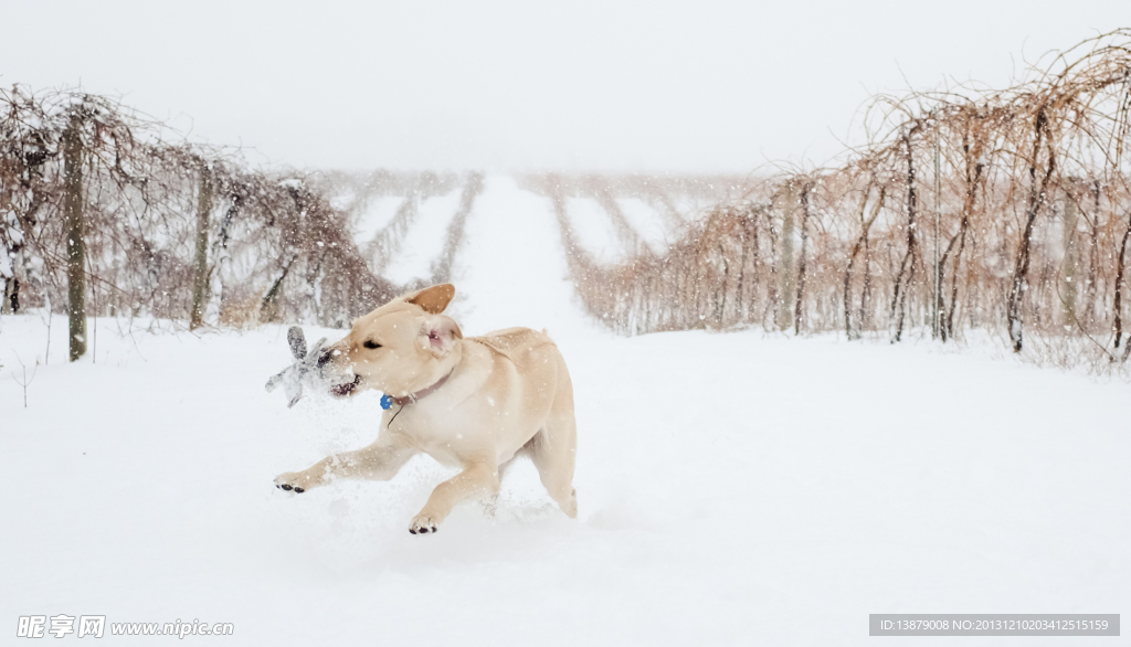 雪中的狗狗