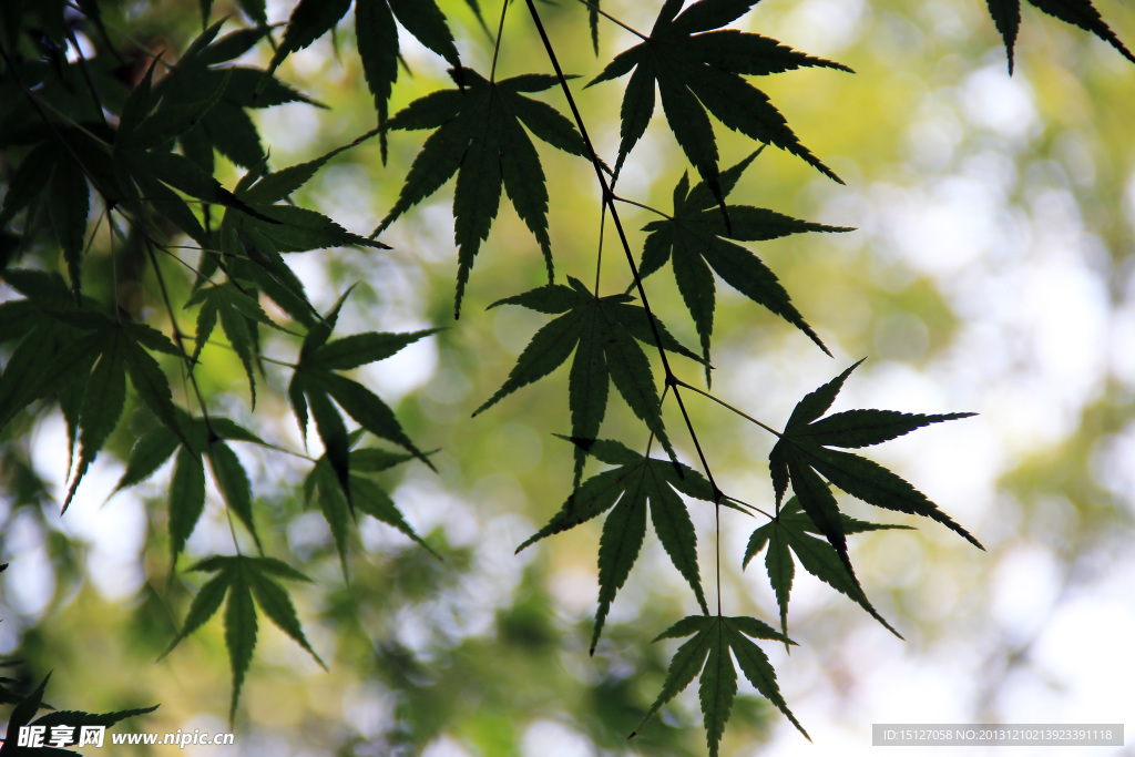 枫叶壁纸