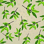 橄榄