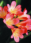 君子兰花