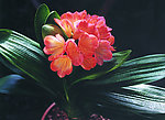 君子兰花
