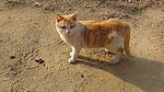 小花猫