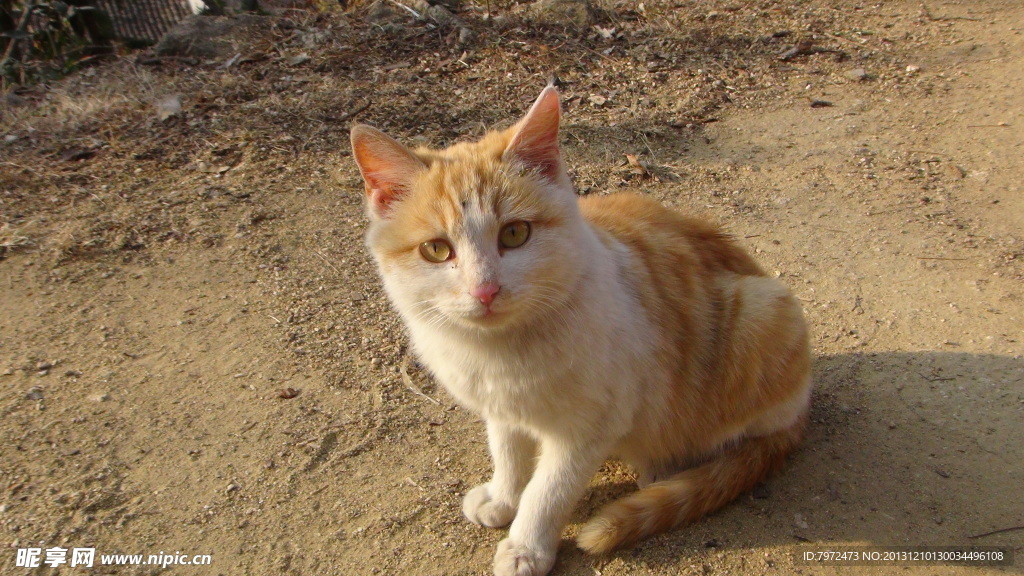 花猫