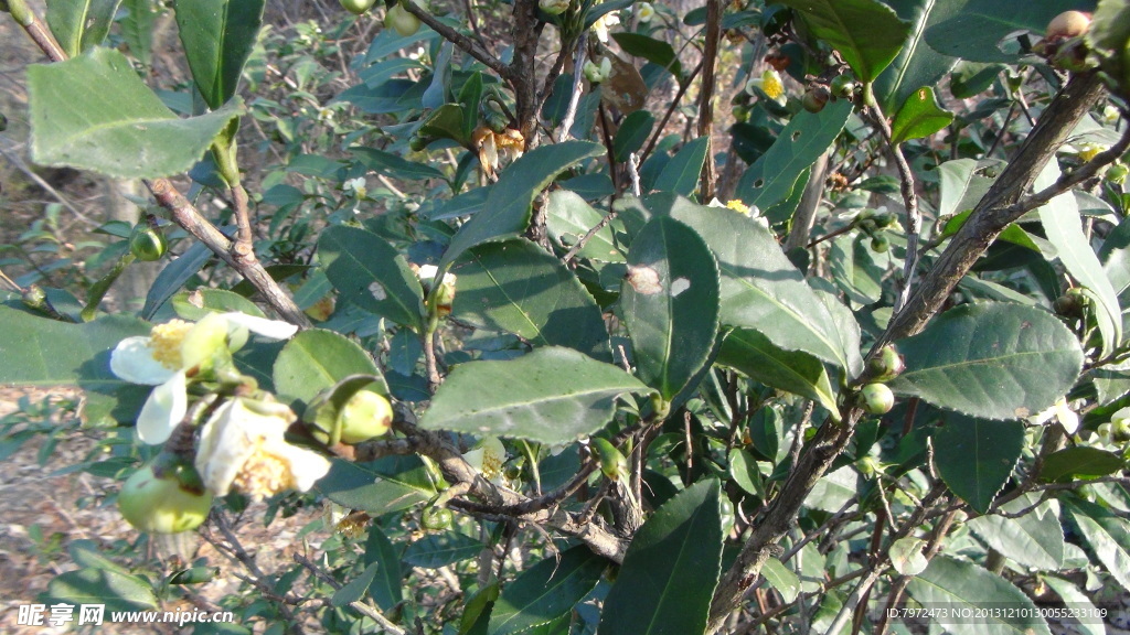 茶花