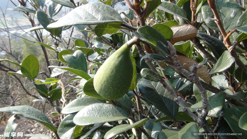 薜荔