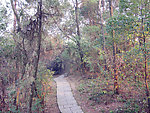 鄂州西山 松林小径