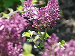 丁香花 花海 花