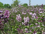 丁香花 花海 花