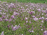 丁香花 花海 花