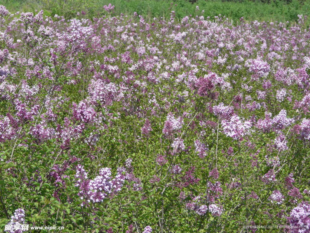 丁香花 花海 花