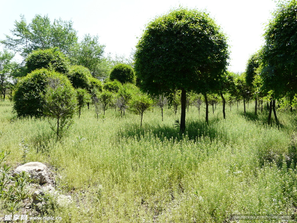 风景 树