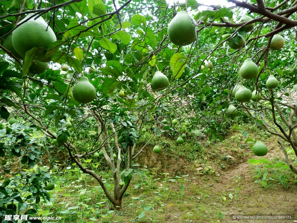 柚子树