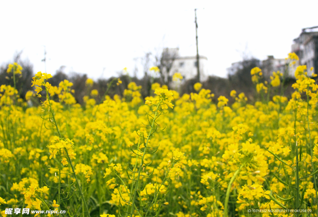 油菜花