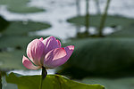 出水芙蓉