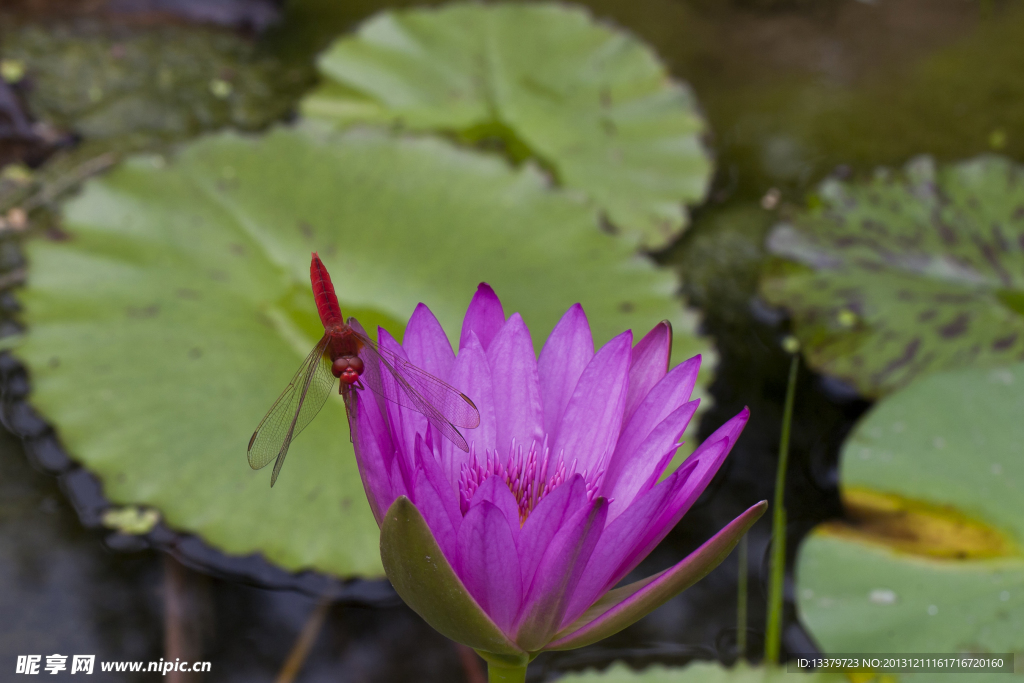 红蜻蜓与紫睡莲