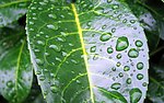 雨中的绿叶清新