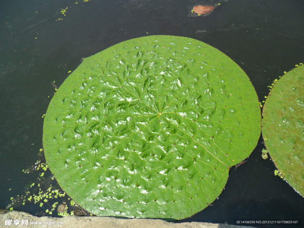 芡实