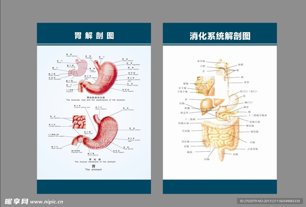 胃肠消化系统解剖展板