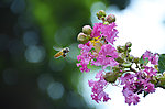 紫薇花
