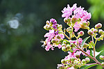 蜜蜂采蜜