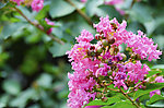 蜜蜂采蜜