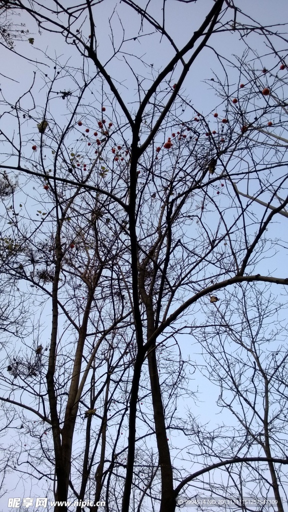 柿子树