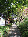 树木道路