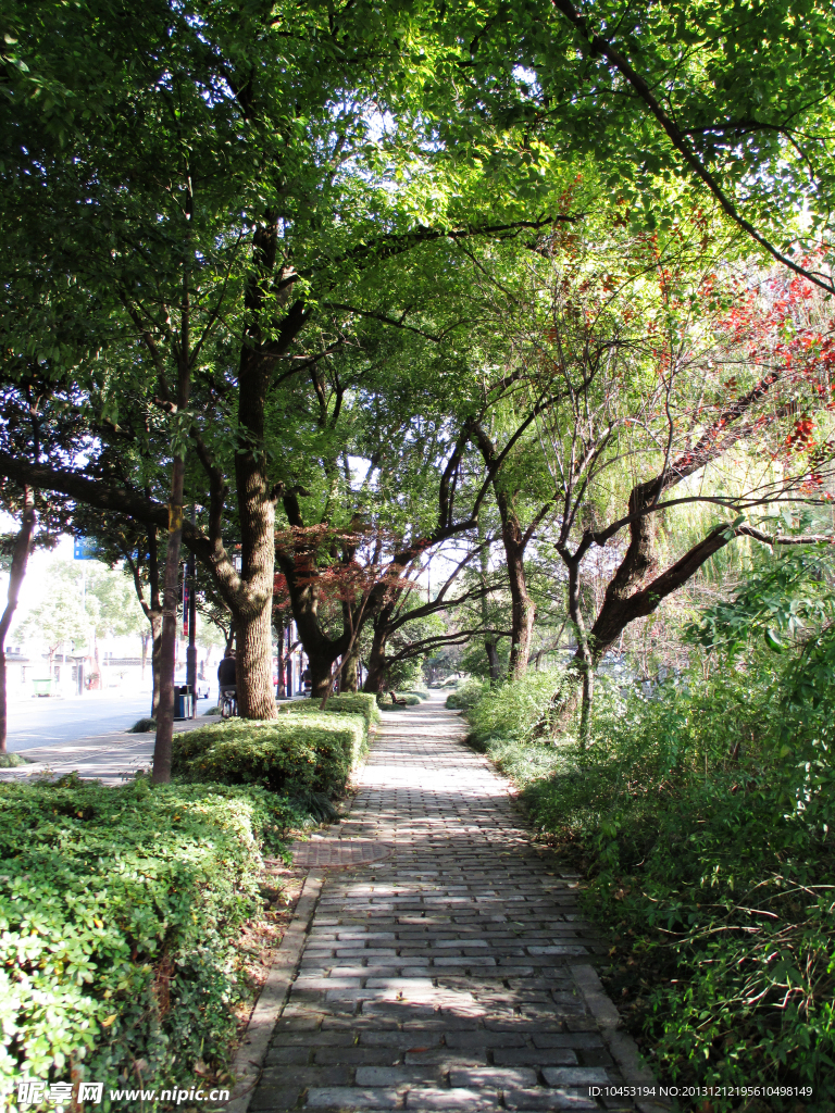 树木道路