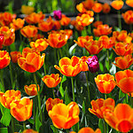 郁金香花田
