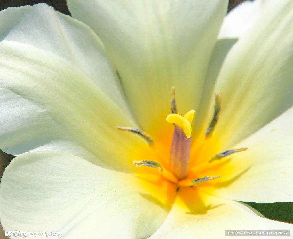 花蕊