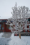 颐和园的雪