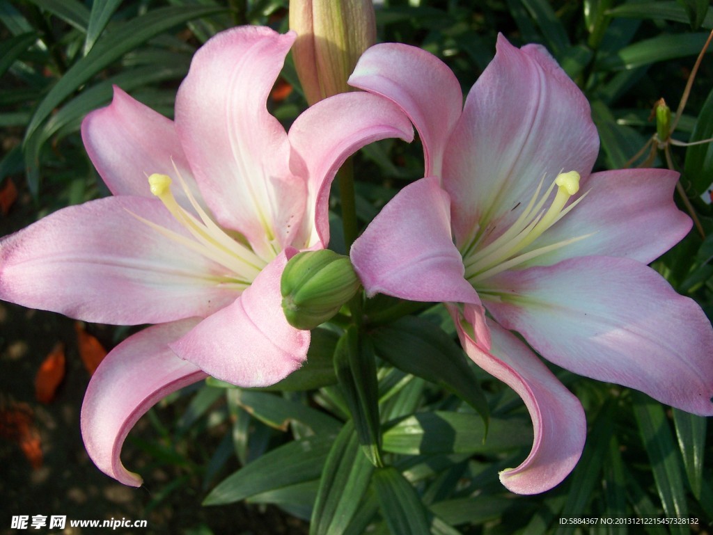 百合花