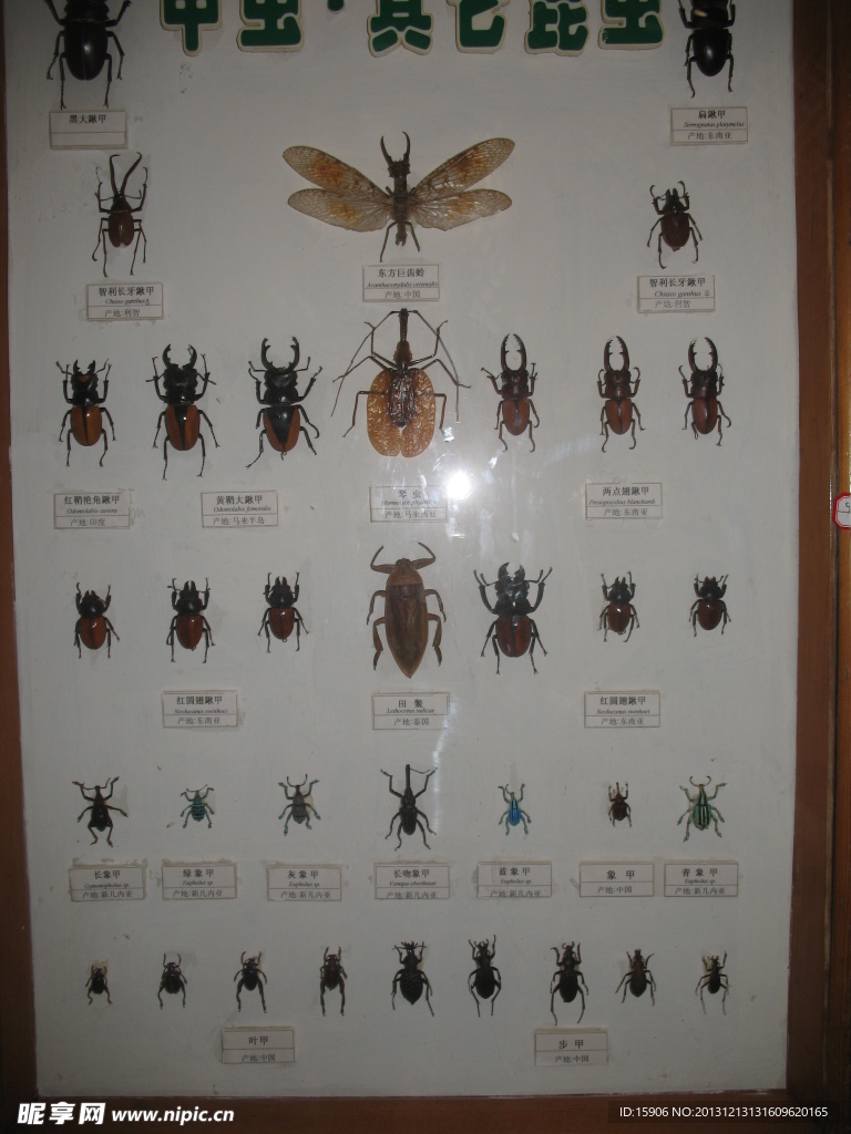 昆虫标本
