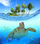 海岛海龟