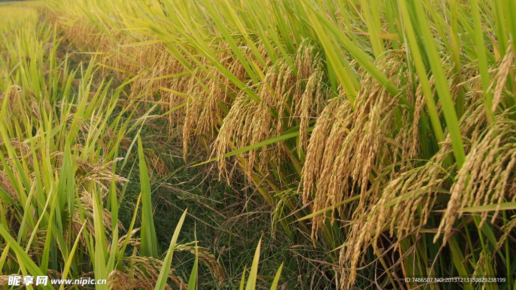 稻谷 水稻
