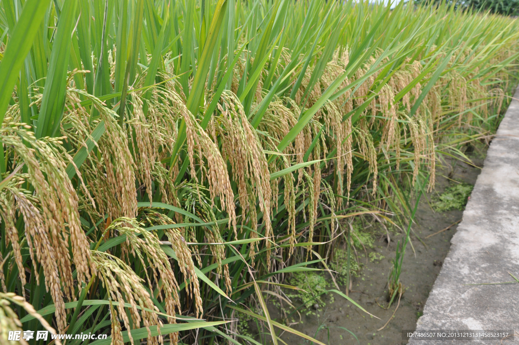稻谷 水稻