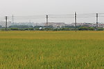 丰收的稻田