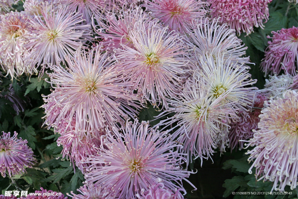 菊花