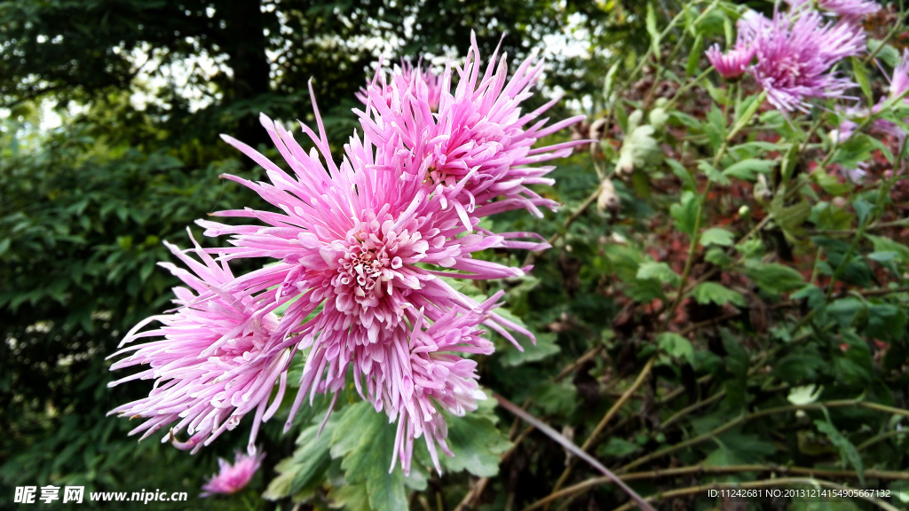 菊花
