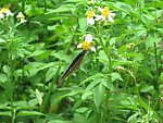 蝶恋花