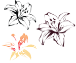 手绘百合