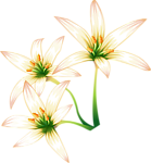 手绘百合