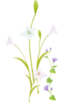 手绘百合