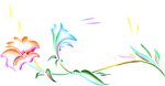手绘百合