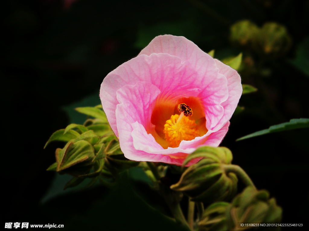 芙蓉花