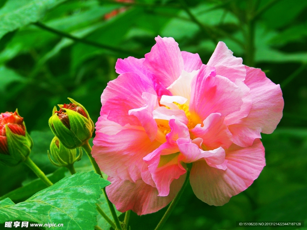 芙蓉花