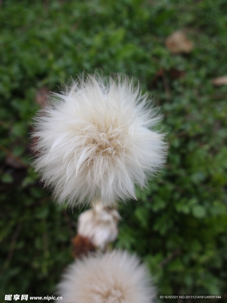 小草