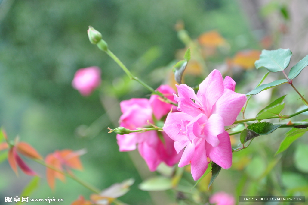 月季花